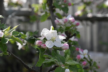 Nature's Bounty: Ripe Apple and Green Leaves on the Tree Branch
