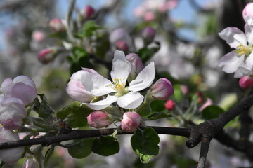 Nature's Bounty: Ripe Apple and Green Leaves on the Tree Branch
