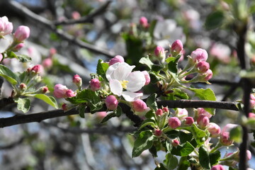 Nature's Bounty: Ripe Apple and Green Leaves on the Tree Branch

