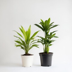 Indoor plants elevate simple home decor