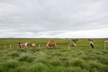 herd of horses 
