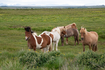 horses in the field