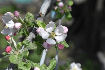 Nature's Bounty: Ripe Apple and Green Leaves on the Tree Branch
