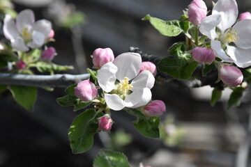 Nature's Bounty: Ripe Apple and Green Leaves on the Tree Branch
