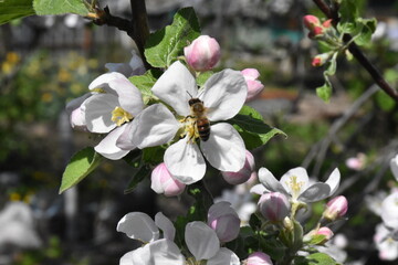 Nature's Bounty: Ripe Apple and Green Leaves on the Tree Branch

