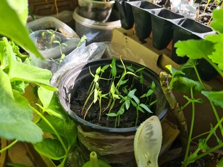 New Beginnings in the Garden
