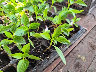 New Beginnings in the Garden
