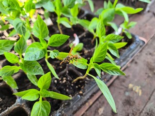 New Beginnings in the Garden
