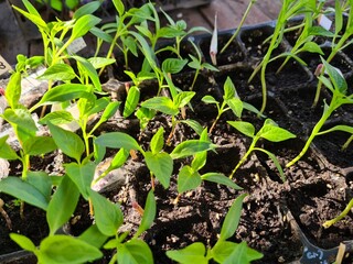 New Beginnings in the Garden
