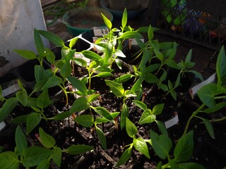 New Beginnings in the Garden
