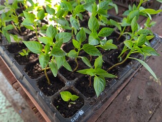 New Beginnings in the Garden
