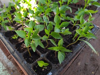 New Beginnings in the Garden
