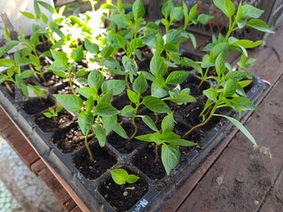 New Beginnings in the Garden
