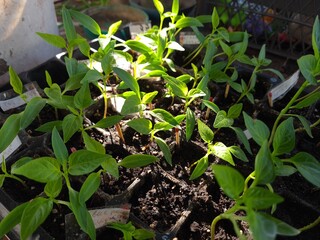 New Beginnings in the Garden

