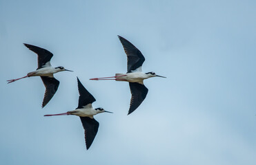 Black-necked stilt (Himantopus mexicanus) flying on blue sky background.
