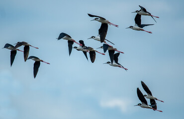 Black-necked stilt (Himantopus mexicanus) flying on blue sky background.