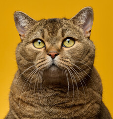 Close-up of the face of a Scottish straight-eared shorthair cat with green eyes and brown tabby fur