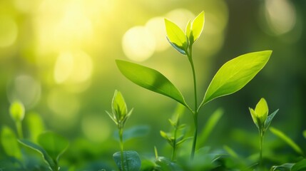 Tender green sprouts emerging in the sunlight, symbolizing new beginnings and growth in a vibrant green environment.