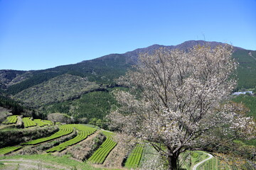 天空の茶園に咲き誇る山桜