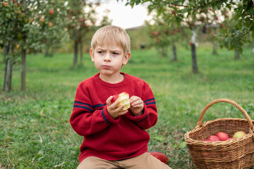 Young Child in the Apple Orchard before Harvesting. Small Toddler Boy Eating a Big Red Apple in the...