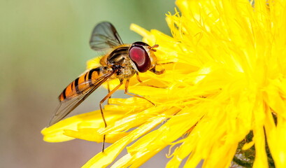 bee on flower