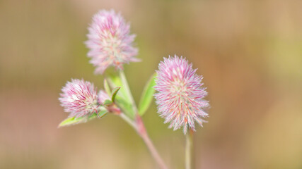 purple thistle flower