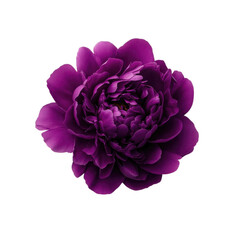 Close up of a vibrant purple peony flower with delicate petals isolated on transparent background