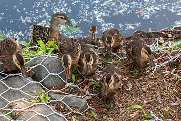 Ducks Foraging Near Water on a Sunny Day in the Park