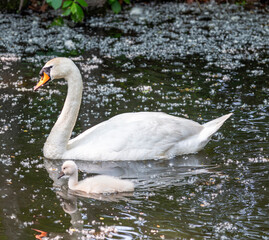 Mother Swan Swims Gracefully With Her Cygnet in Calm Water