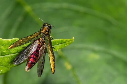 Emerald Ash Borer - Agrilus planipennis