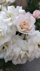 bouquet of white roses
