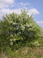 Fototapeta premium blossoming apple tree