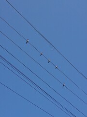 electric power lines