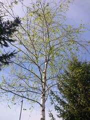 tree in the sky
