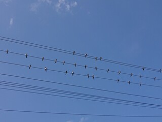 birds on wires