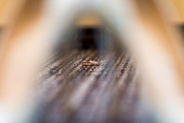 Golden ring resting on wooden surface. A golden ring lies on a textured wooden surface, beautifully...