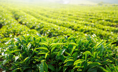 Lush tea plantation in Da lat Vietnam under morning sun