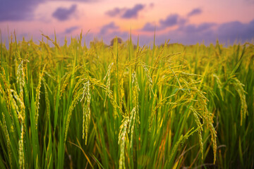 Verdant thai rice fields at sunset illustrating thailand's agricultural industry