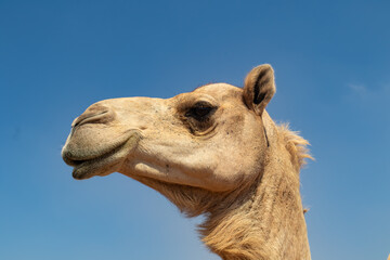 Portrait of Camel in UAE Desert, 2025