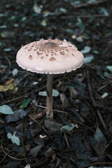 mushroom in the forest