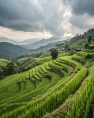 Lush green rice terraces cascade down a mountain valley under a cloudy sky