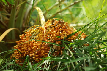 pine cones on a tree