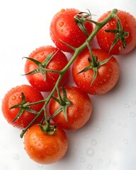 Fresh red tomatoes on the vine with water droplets isolated on white background