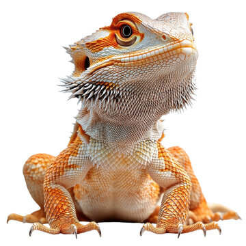 High quality central bearded dragon PNG with transparent background
