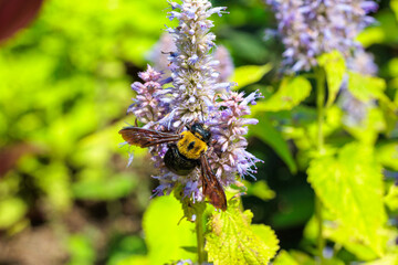 Carpenter bee sucking nectar from a flower in the garden.