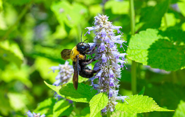 Carpenter bee sucking nectar from a flower in the garden.