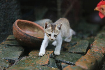 Curious Kitten Exploring Rustic Outdoor Environment”