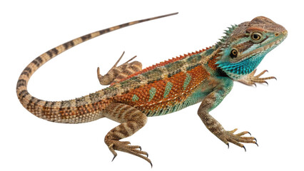 Naklejka premium Lizard, isolated transparent background