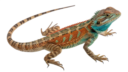 Lizard, isolated transparent background