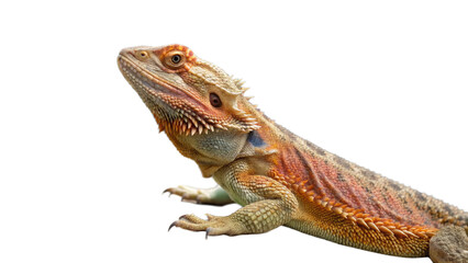 Naklejka premium Lizard, isolated transparent background